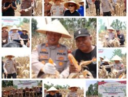 Kapolres Pasaman Barat, AKBP Agung Tribawanto, S.I.K, Jadi Motor Penggerak Panen Raya Jagung Serentak