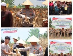 Dari Ladang ke Meja Makan: Polres Pasaman Barat Genjot Produksi Jagung 250 Hektar