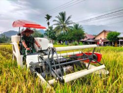 Ketahanan Pangan: Dandim 0312/Padang Gelar Panen Raya Bersama Ketua DPD LPM Kota Padang