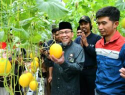 Wawako Padang Apresiasi Panen Perdana 1.000 Melon Hidroponik di Teluk Kabung Tengah