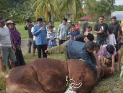 Wawako Padang: Maigus Nasir Hadiri Penyembelihan Sapi Kurban Bantuan Presiden di Batu Busuk